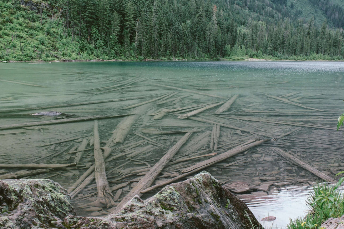 broken trees in water, courtesy wirestock - Brooklyn Kayak Company