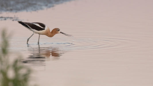 birdwatching from kayak - Brooklyn Kayak Company