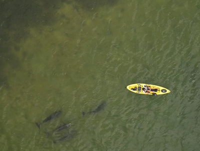 single kayak with dolphins - Brooklyn Kayak Company